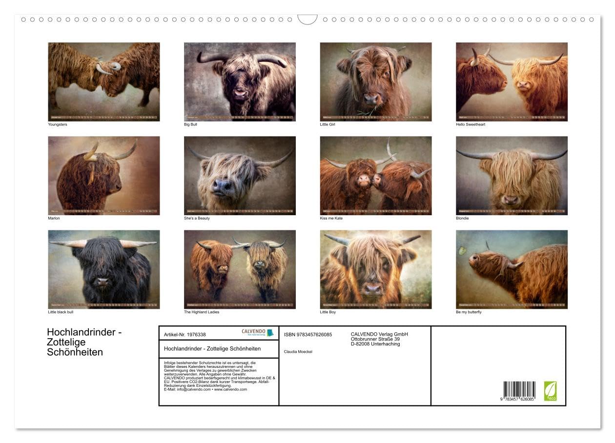 Hochlandrinder - Zottelige Schönheiten (Wandkalender 2026 DIN A2 quer), CALVENDO Monatskalender: Die Models unter den Kühen in eindrucksvollen Bildern (CALVENDO Tiere)