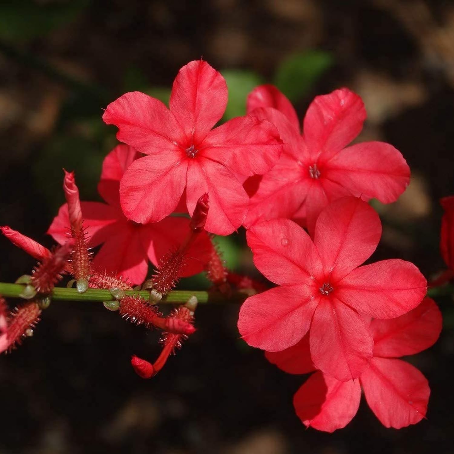 See full amazon price history chart for Hug A Plant | Red Leadwort/Chuvanna koduveli/Chethi koduveli (Plumbago Indica) Flowering/Ornamental/Medicinal Live Plant (Home & Garden) Hug A Plant | Red Leadwort/Chuvanna koduveli/Chethi koduveli (Plumbago Indica) Flowering/Ornamental/Medicinal Live Plant (Home & Garden) (B0C94J6981) Amazon Price History, Amazon Price Tracker