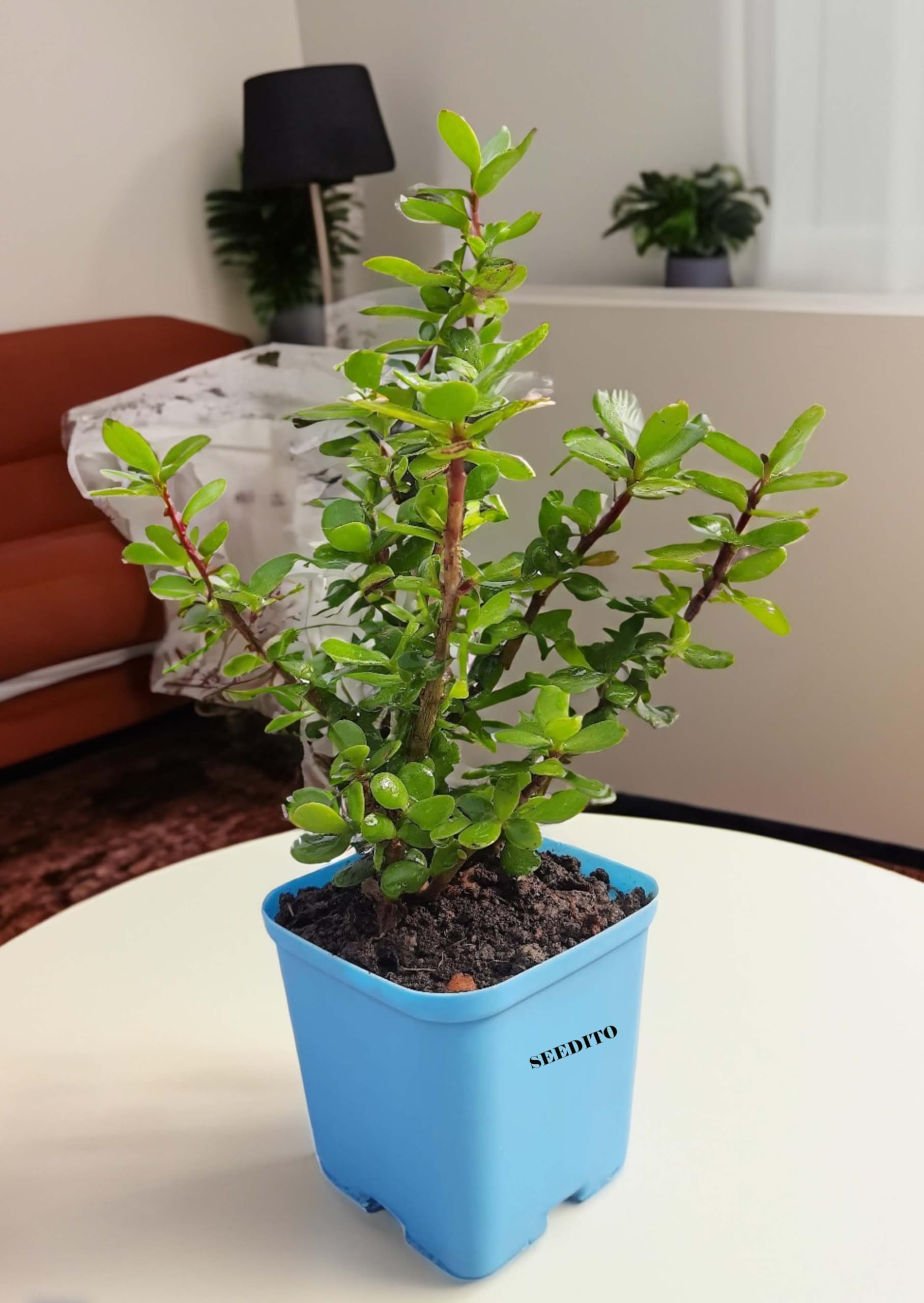SEEDITO Good Luck Jade Plant Crassula Ovata Live Indoor Plants with Self Watering Pot (Pack Of 1) (B0CSGB1SJP) Amazon Price History, Amazon Price Tracker