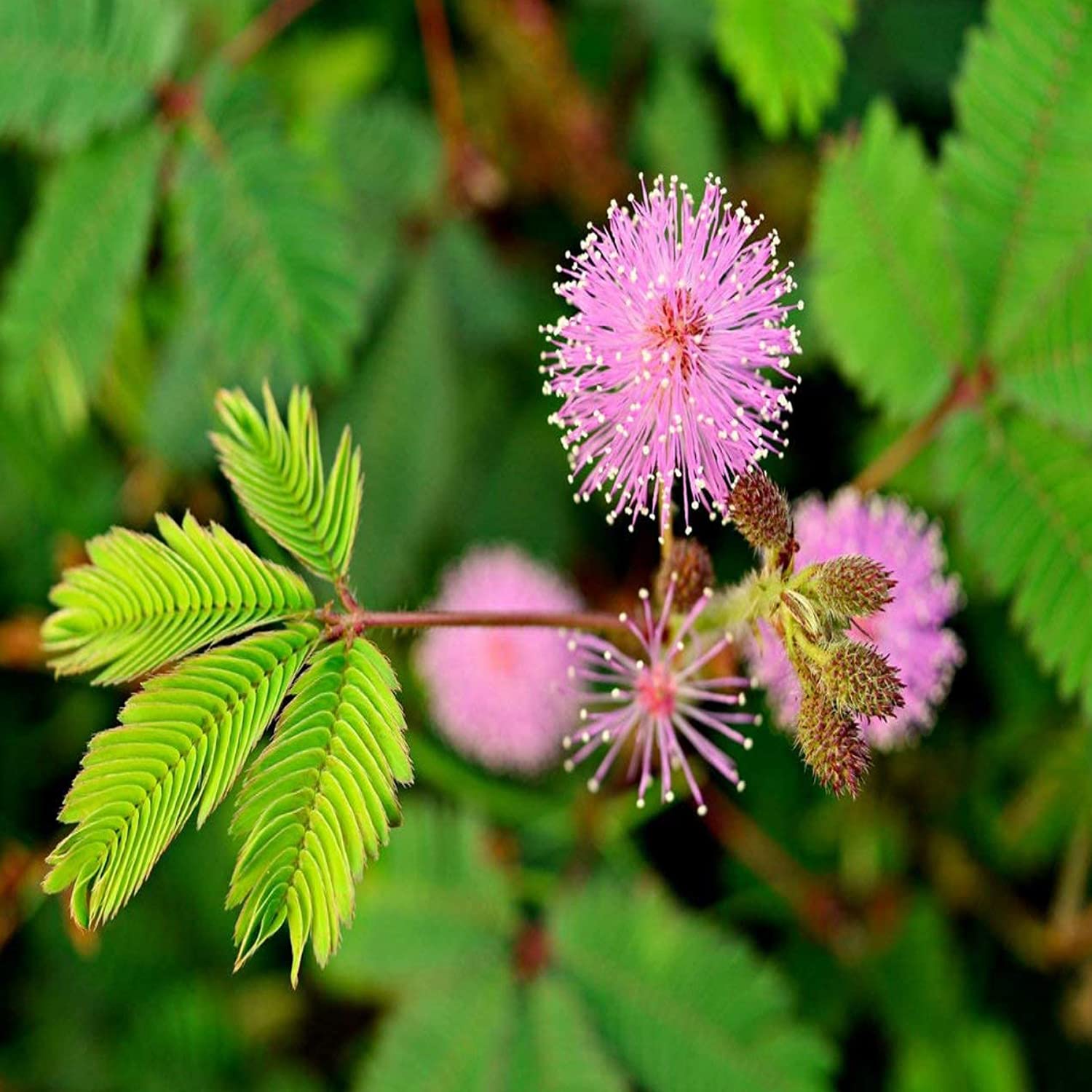 Seeds of Amazing Plant called Chui Mui, Lajwanti, Tuch me not, Shy Plant with Beautiful Pink Flowers and so many Medicinal Properties, Easy grow in Pots. (B0BHWP6VMJ) Amazon Price History, Amazon Price Tracker