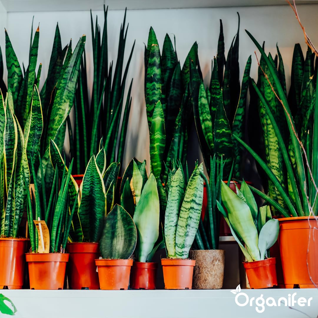 Engrais Liquide pour Sansevieria 1L, Organique, Croissance Rapide et Racines Fortes