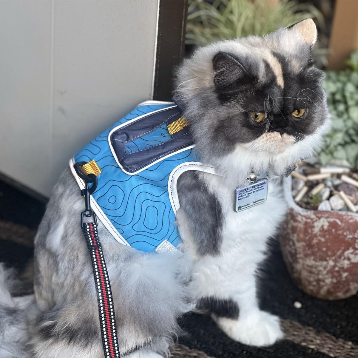 Travel CAT The Pathfinder Cat Harness with GPS Tracker Pocket - Powered by Tractive Cat Harness Escape Proof - Walking Escape Proof Harness for Small, Large Cat, Kitten (Blue, Small)