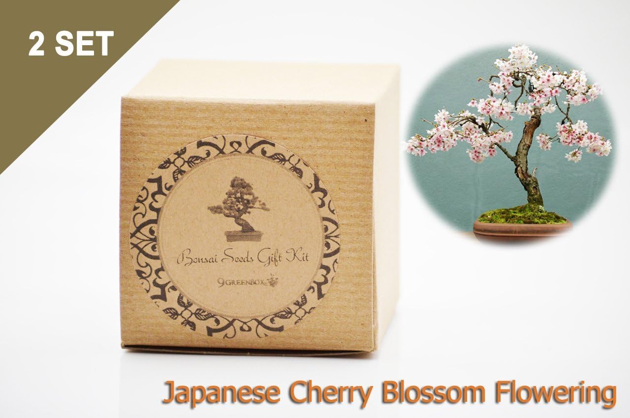 Set of 2 Japanese Cherry Blossom Flowering Bonsai Seed Kit- Gift - Complete Kit