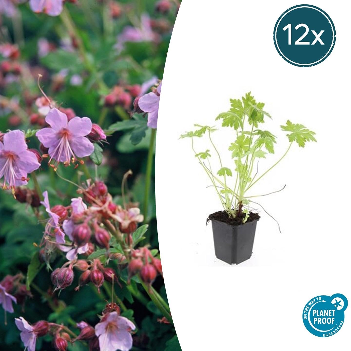 Geranium Macrorrhizum Tapizante para Sombra y Jardín, Pack de 12, 10-25cm