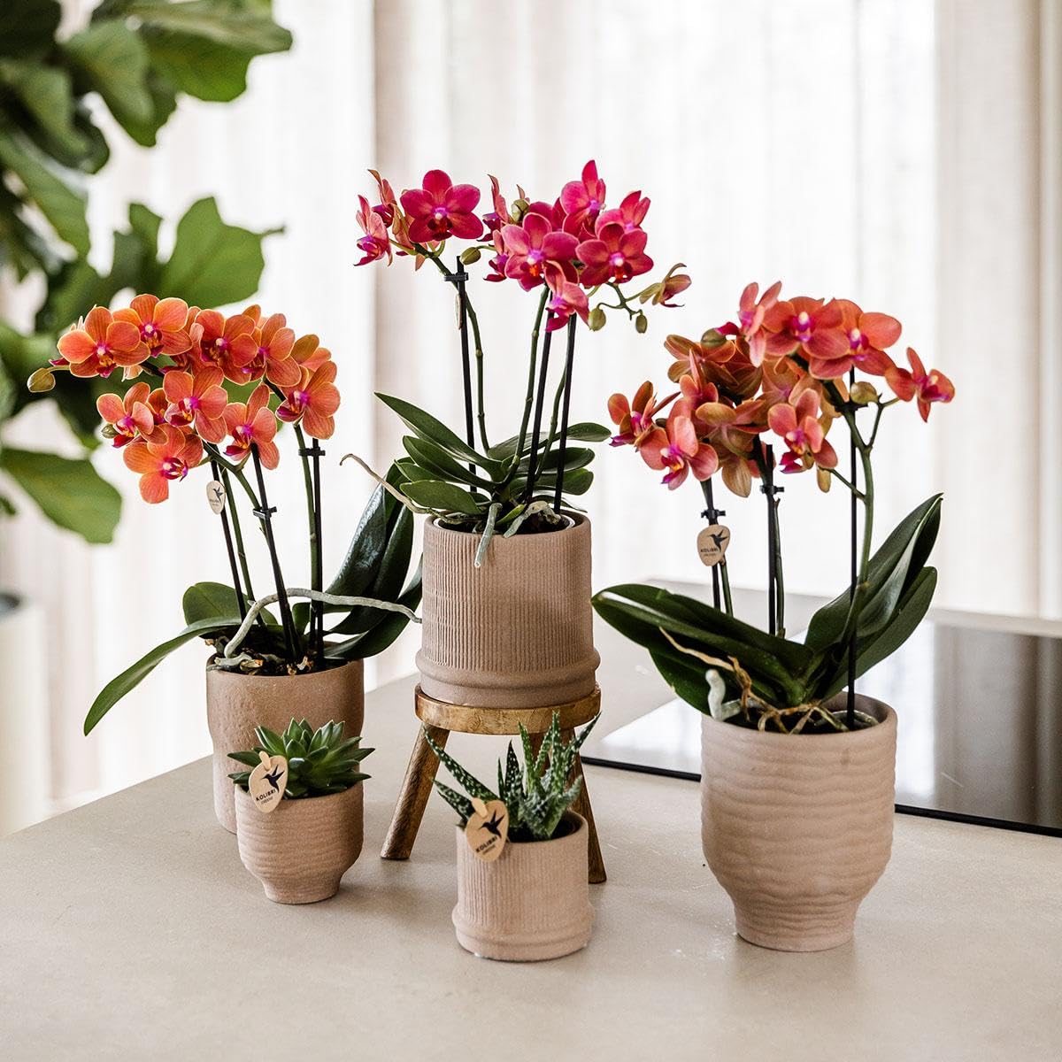 Kolibri Orchids | rote Phalaenopsis-Orchidee - Kongo - Topfgröße Ø9cm | blühende Zimmerpflanze - frisch vom Züchter