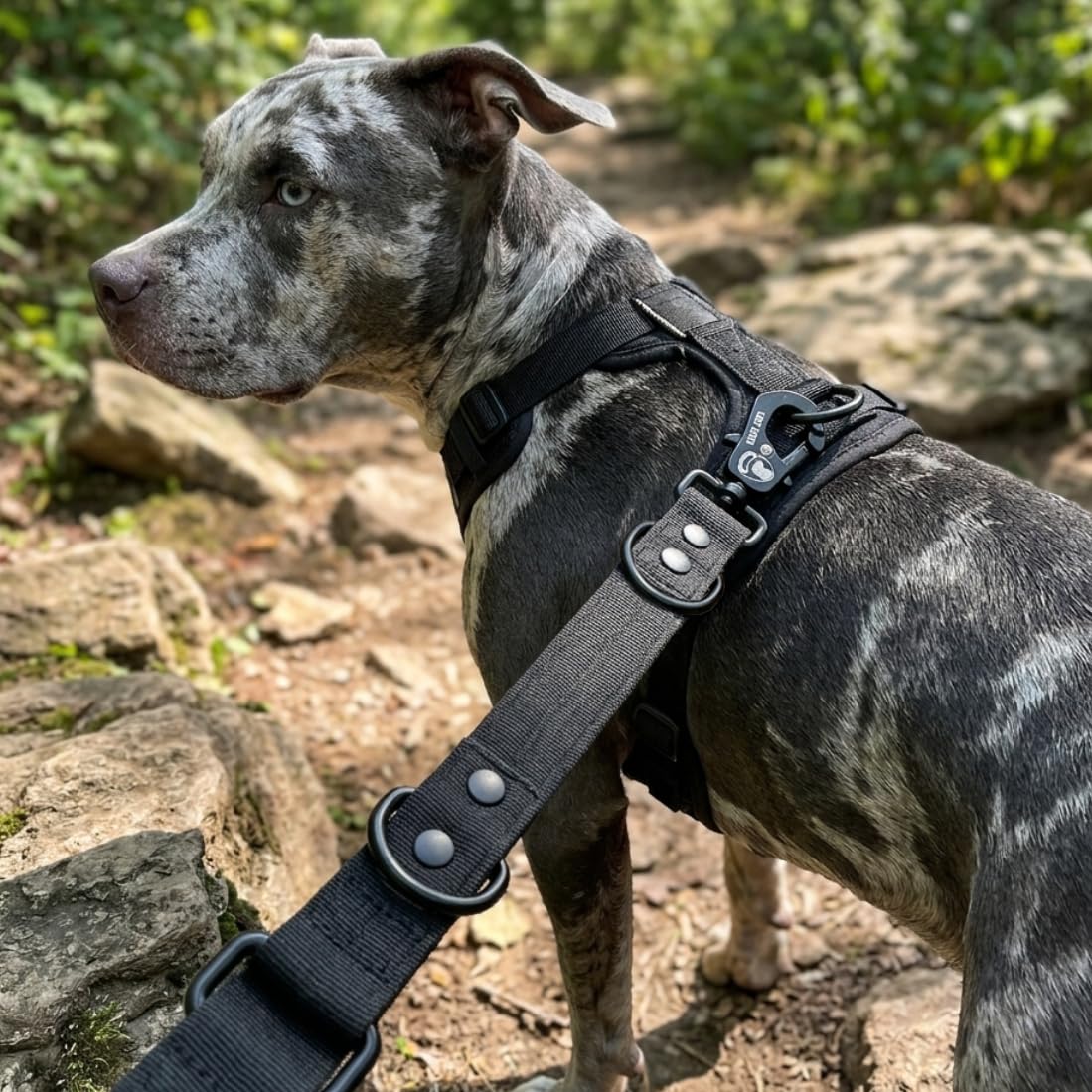 Schnitt- & bissfeste - Hundeleine – Hochleistungsfasern statt Drahtseil – Frosch Clip - Frog Clip - 360° drehbar - LOCK DOG