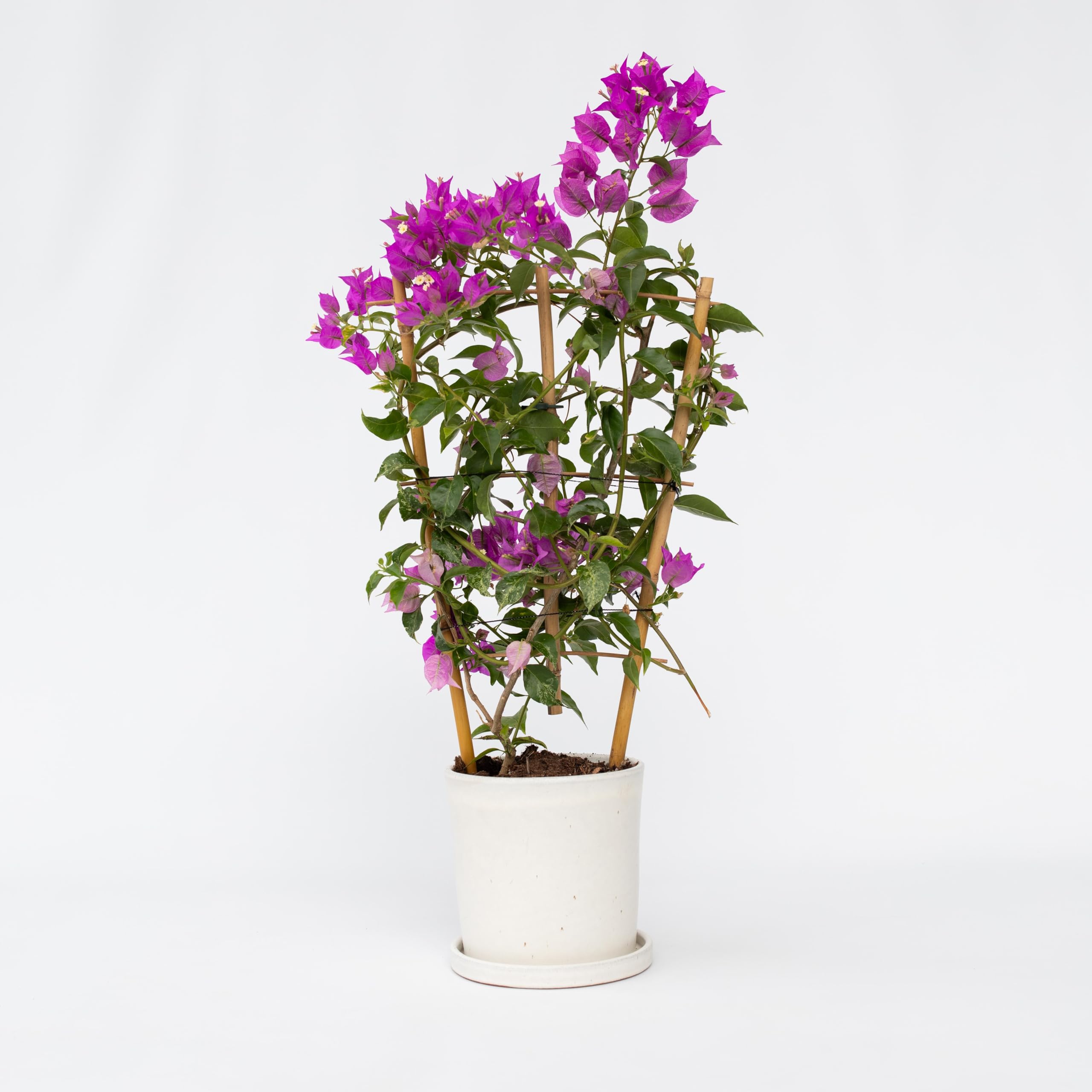 Plant in a Box - Bougainvillea 'Alexandra' - Violet - Plante grimpante - Plante de jardin - Pot 17cm - Hauteur 50-60cm