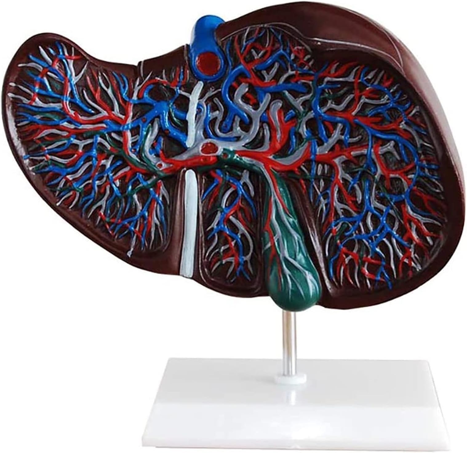Teaching Model Anatomical Liver Structure Model Anatomical Model Liver Model Liver Anatomical Model Anatomy Visceral Models Anatomy Biology