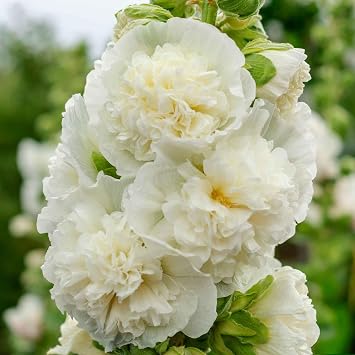 Eden Brothers Hollyhock Seeds - Majorette Double White