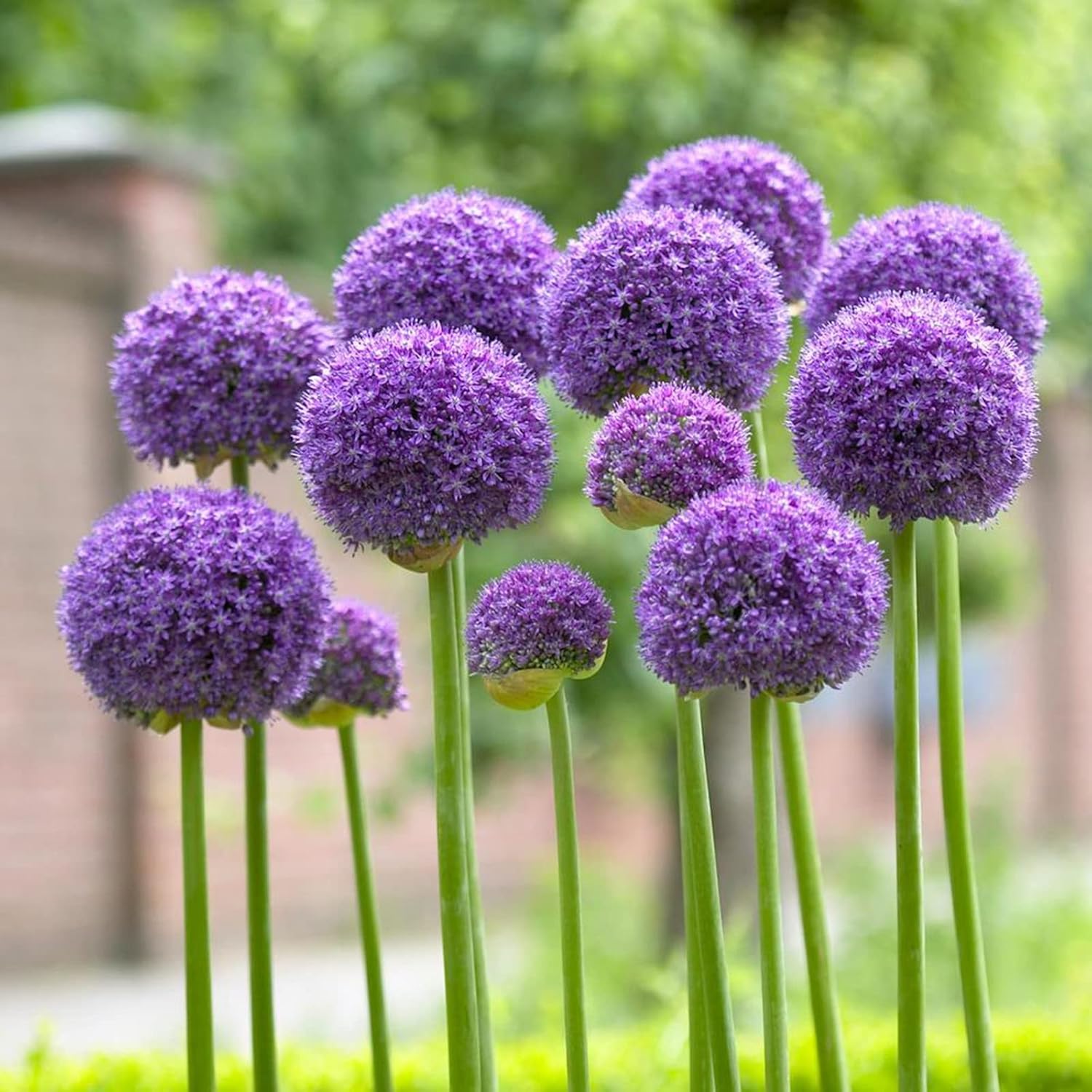 Gartendekoration Allium giganteum Zwiebeln winterhart,Zierlauch
