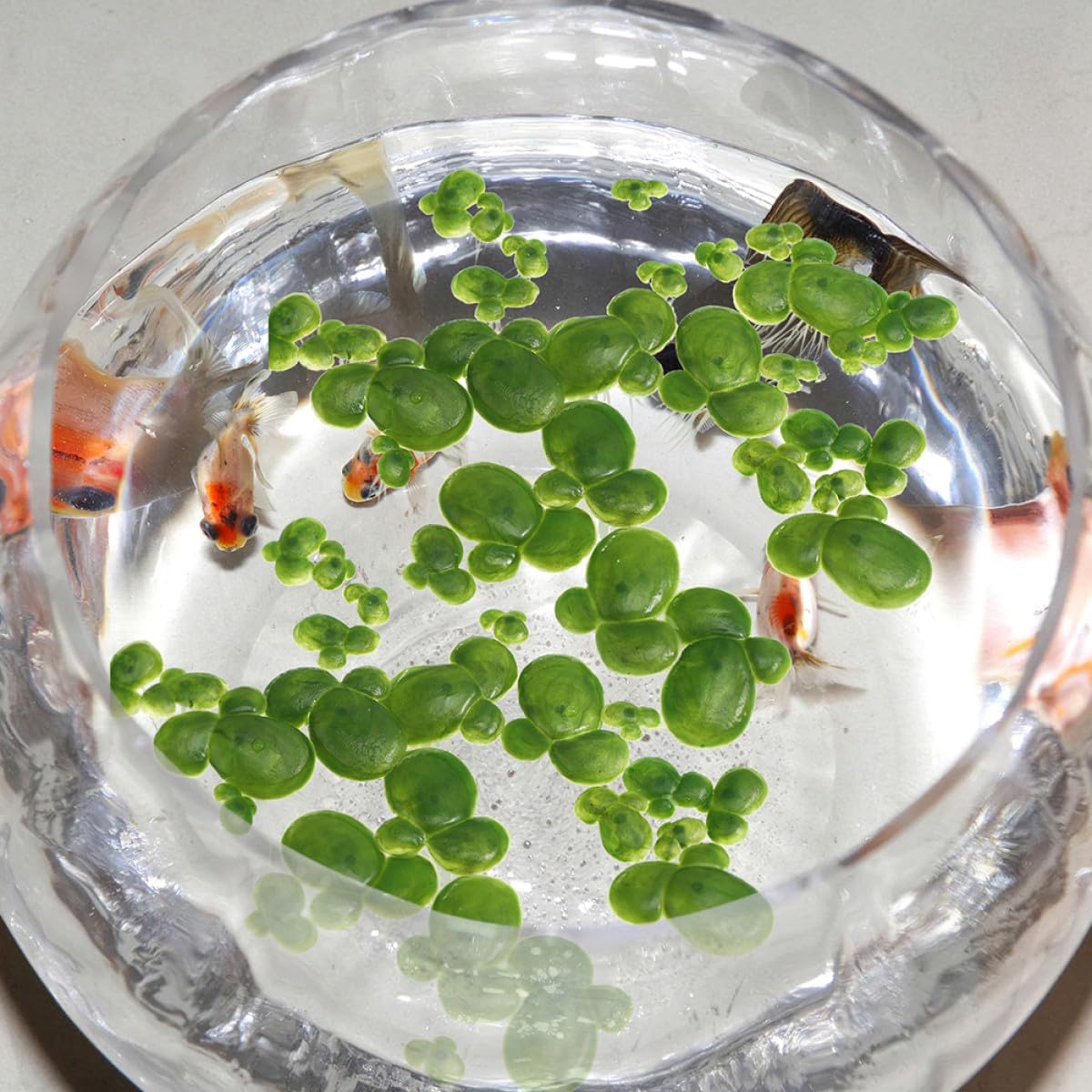 54pcs Artificial Floating Duckweed Plants with Roots, Plastic Aquarium Decor, Realistic Pond Simulation Water Plants Ornament for Fish Tanks and Aquatic Pets