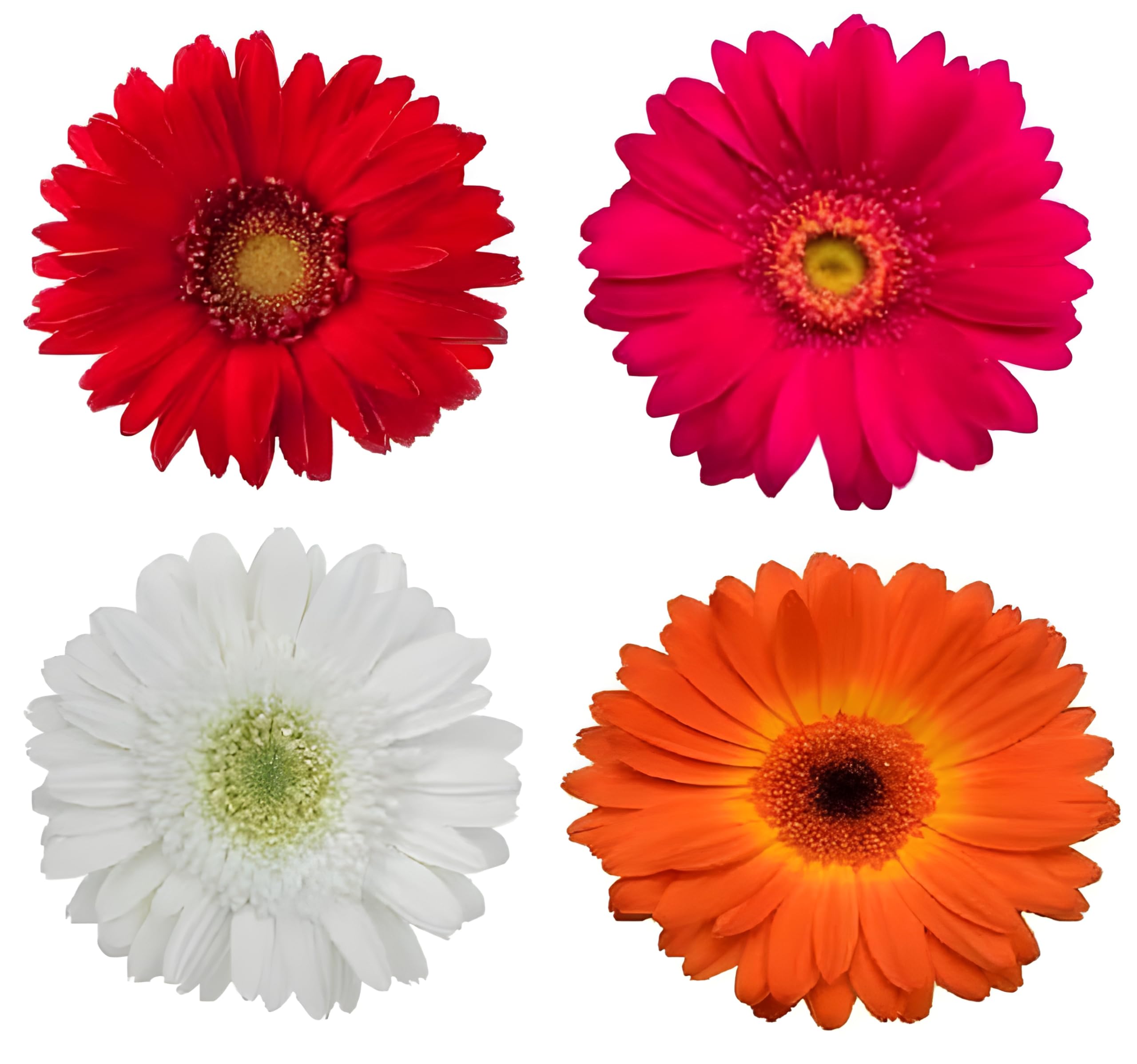 Green view "Combo Gerbera White,Orange,Red,pink Flowers Plant "Hybrid Decorative Flower Plant-4 Healthy Live Plant' well rooted covered with cocopeat in Nursery Grow Bag for Home Garden