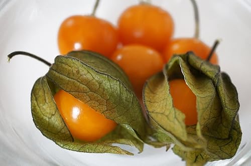 Miniatura 9 de Semillas Fresa Physalis Cabo Grosella espinosa Goldenberry Molido Cereza Naranja Vegetal no OGM para plantar