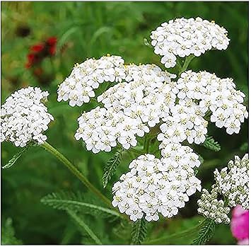 White Yarrow - A Favorite Perennial Wildflower - 9,000 Seeds