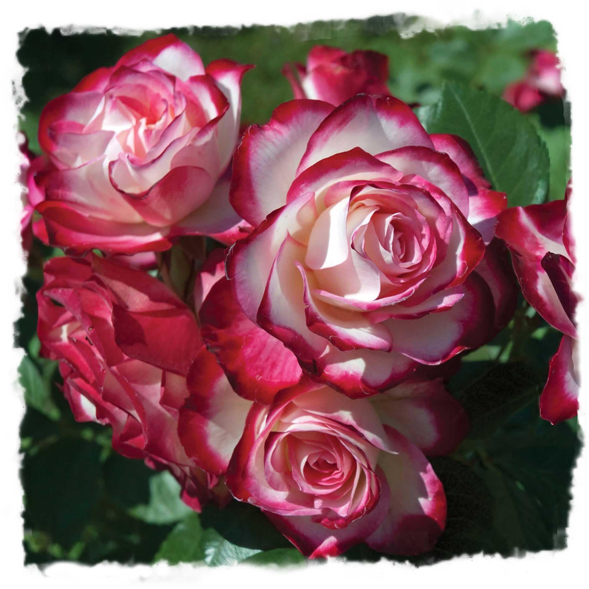 Cherry Parfait Rose Bush