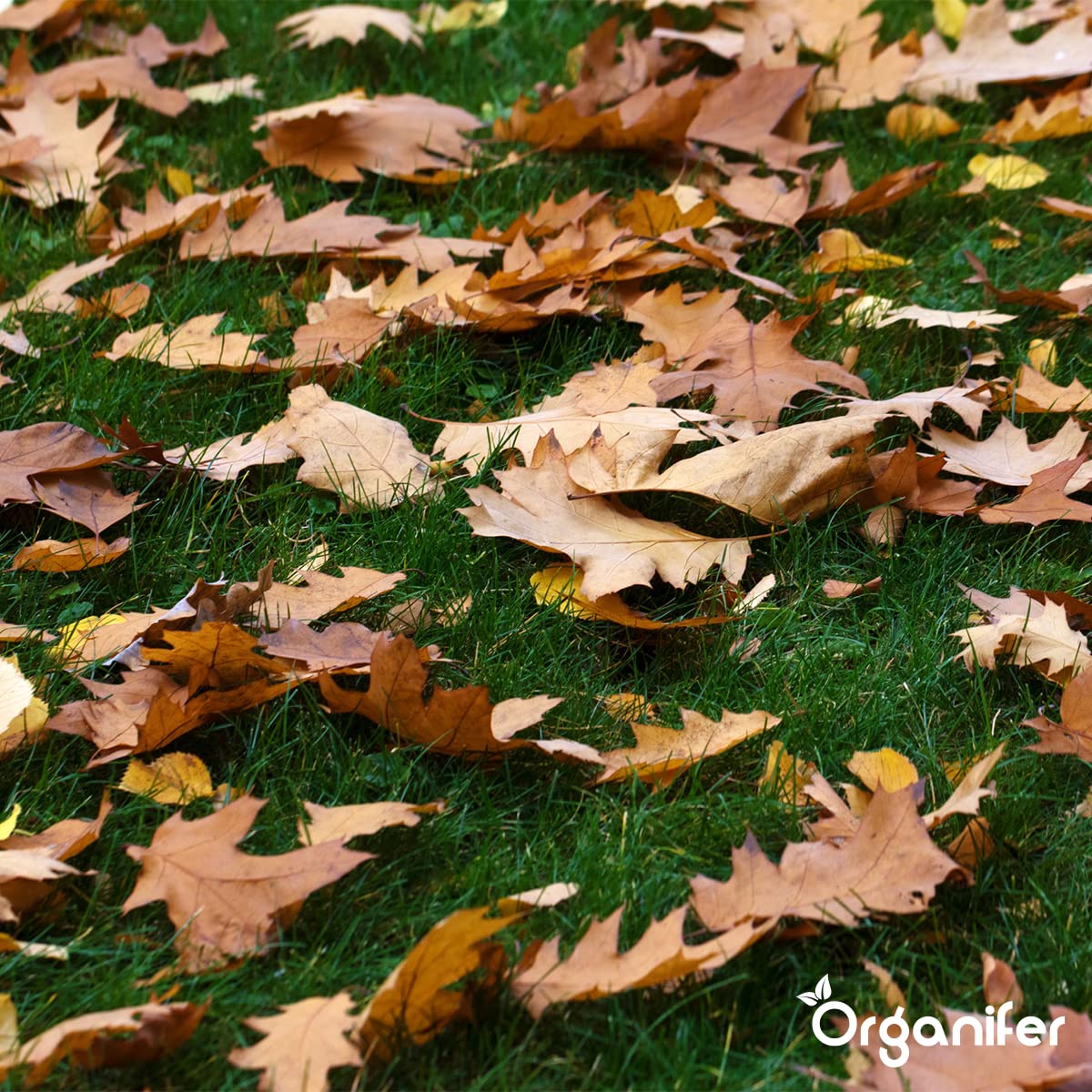 Fertilizante De Otoño Universal - 5kg = 100m2 | Rico En Potasio - Abono De Otoño - Abono Para Césped - Aumenta La Resistencia Del Césped A Las Heladas - Sequía - Organifer