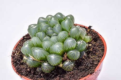 Miniatura 3 de Planta suculenta Haworthia Cooperi viva  Grande 4 pulgadas  Suculenta Haworthia Cooperi totalmente arraigada  Mercado de suculentas