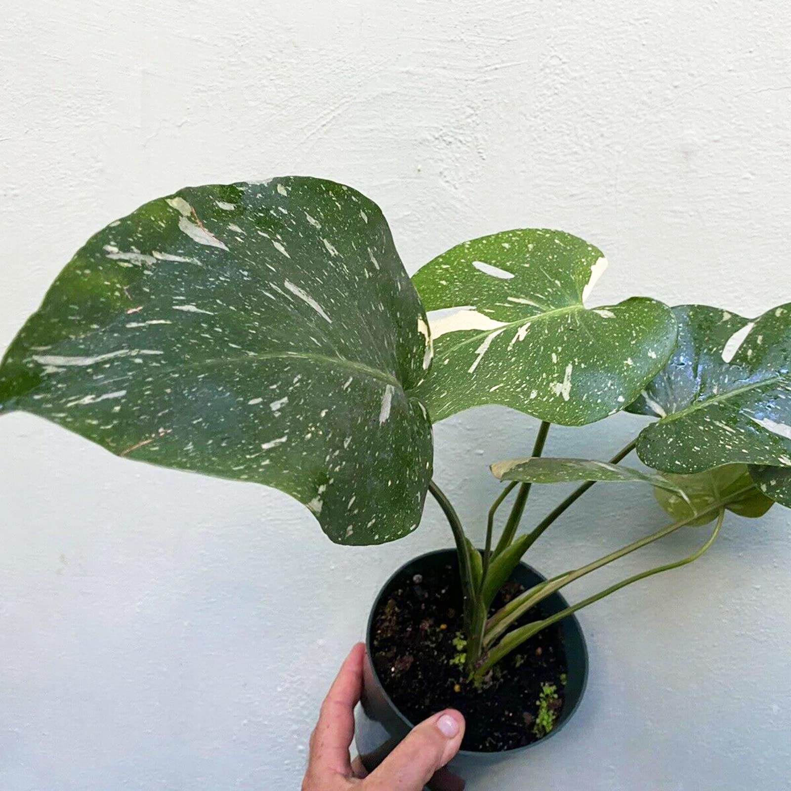 Luojuny Monstera-Samen, 20 Samen, hohe Keimung, fruchtbare grne und weie  Monstera-Blumensamen, Gartenzubehr Saatgut : Amazon.de: Garten