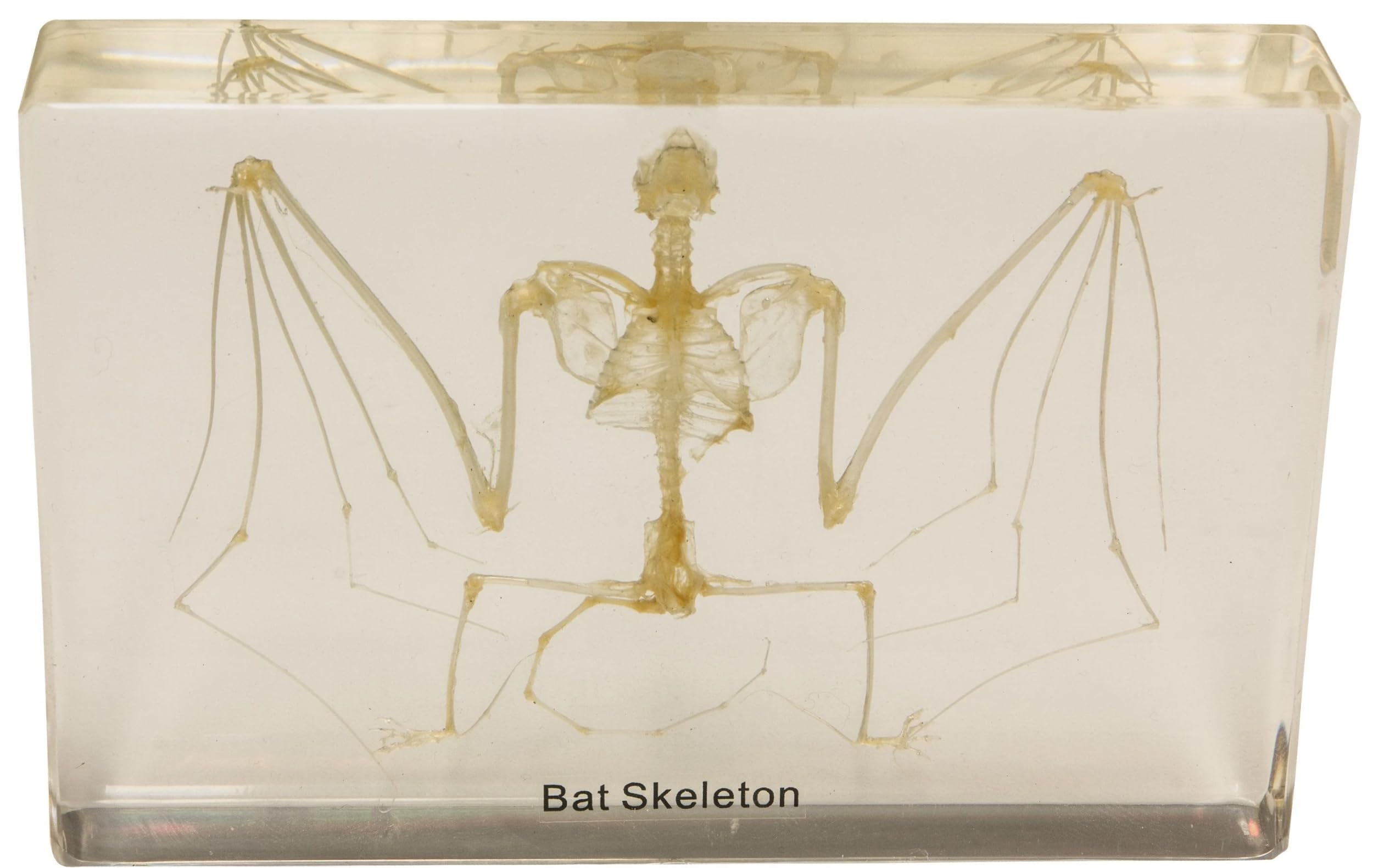 Real Bat Skeleton in Acrylic Block