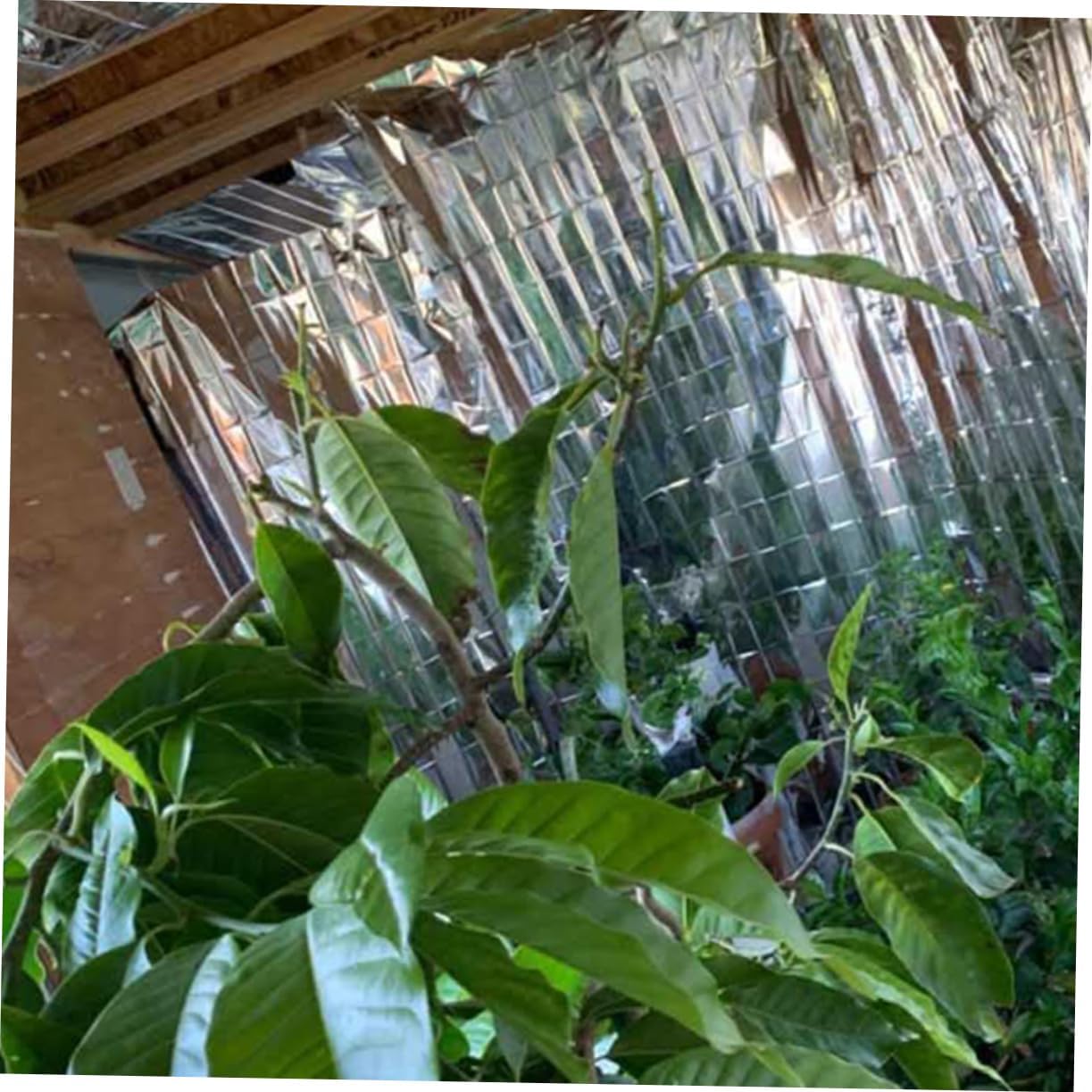 YARNOW 12sheets Reflective Mirror Insulation Blanket for Garden Supplies Plant Grow Film Emergency Film