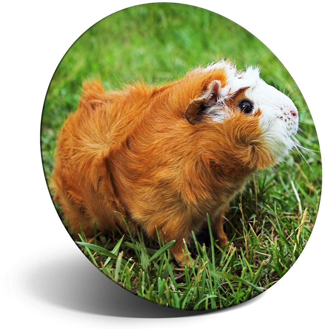 Destination Vinyl Ltd Magnet for Refrigerator, Fridge - Ginger Guinea Pig Rodent for Office, Cabinet and Whiteboard, Magnetic Stickers, 15574