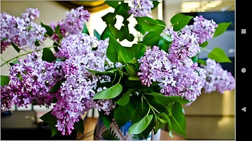 1047 Flowers Wallpapers