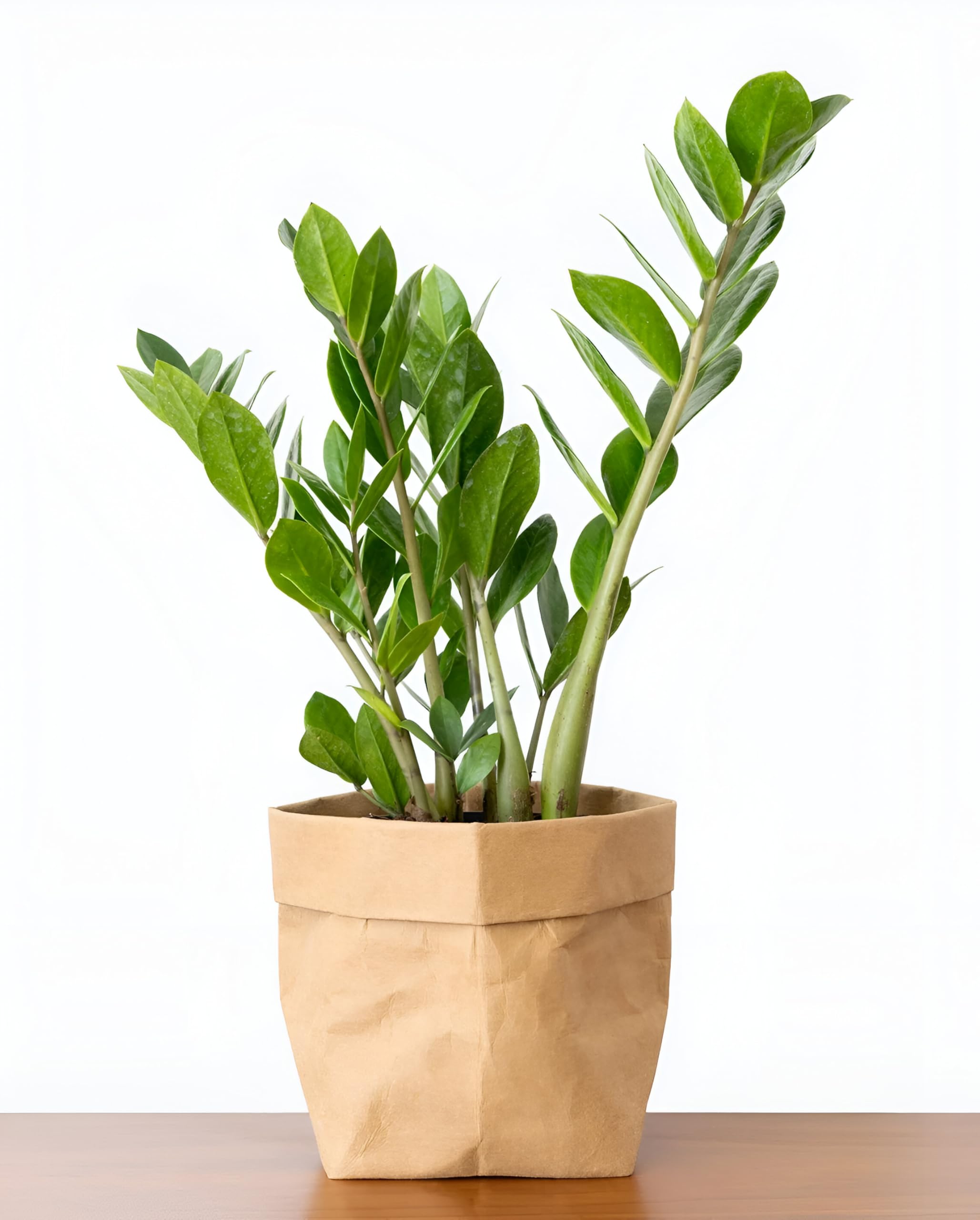 ABEFARIYA ZZ Plant, Live Indoor & Outdoor Air Purifying Plant