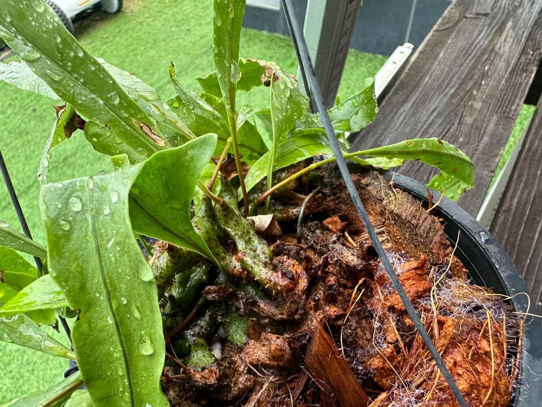 蟻植物　レカノプテリス　シヌオサ　sinuosa 3.5号　吊り鉢 Lecanopteris sinuosa [ レカノプテリス・シヌオサ