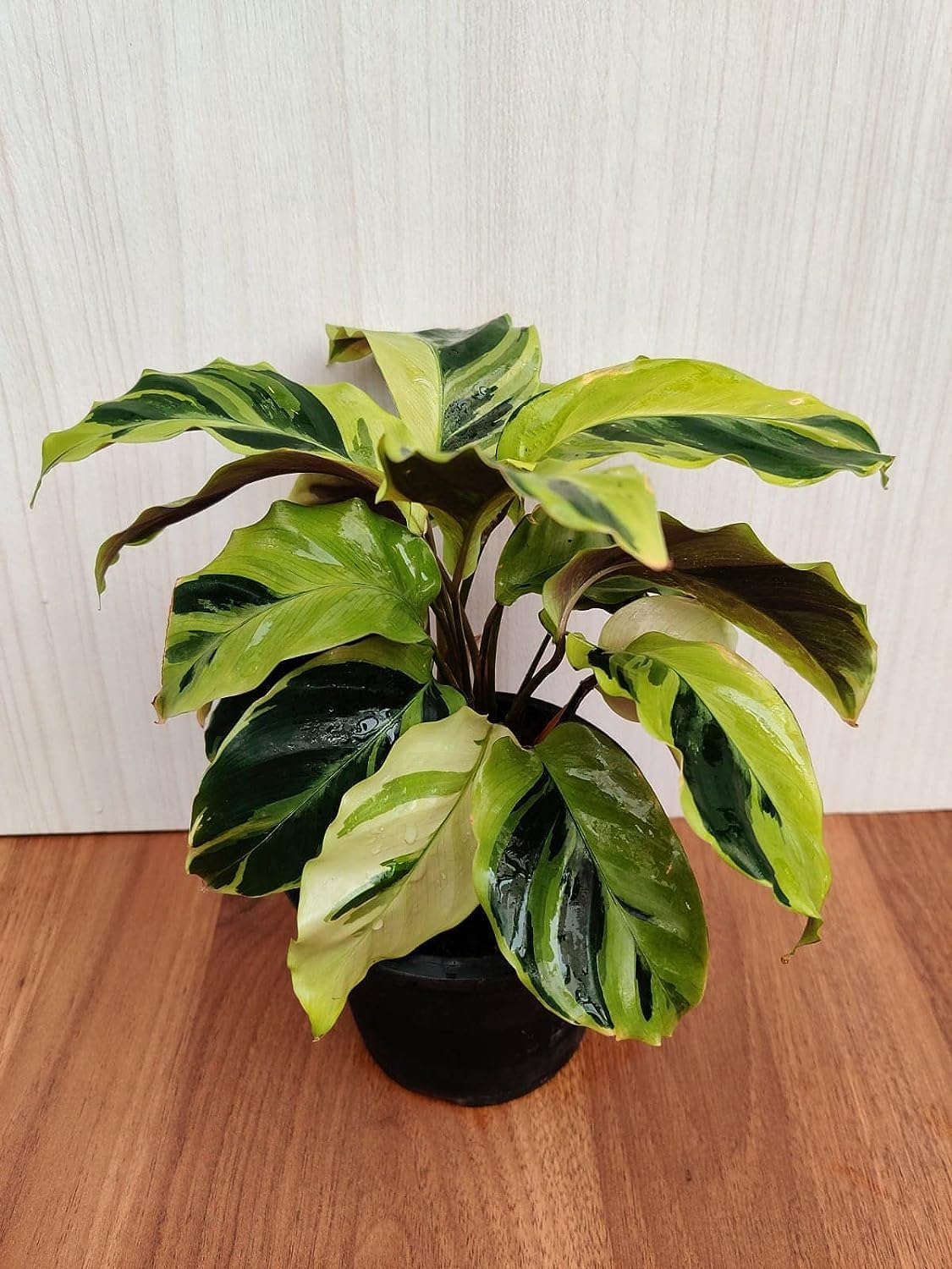 CAPPL Rare Calathea Yellow Fusion Live Plant Natural Prayer Indoor Plant in Pot (B0CHFRWVB9) Amazon Price History, Amazon Price Tracker
