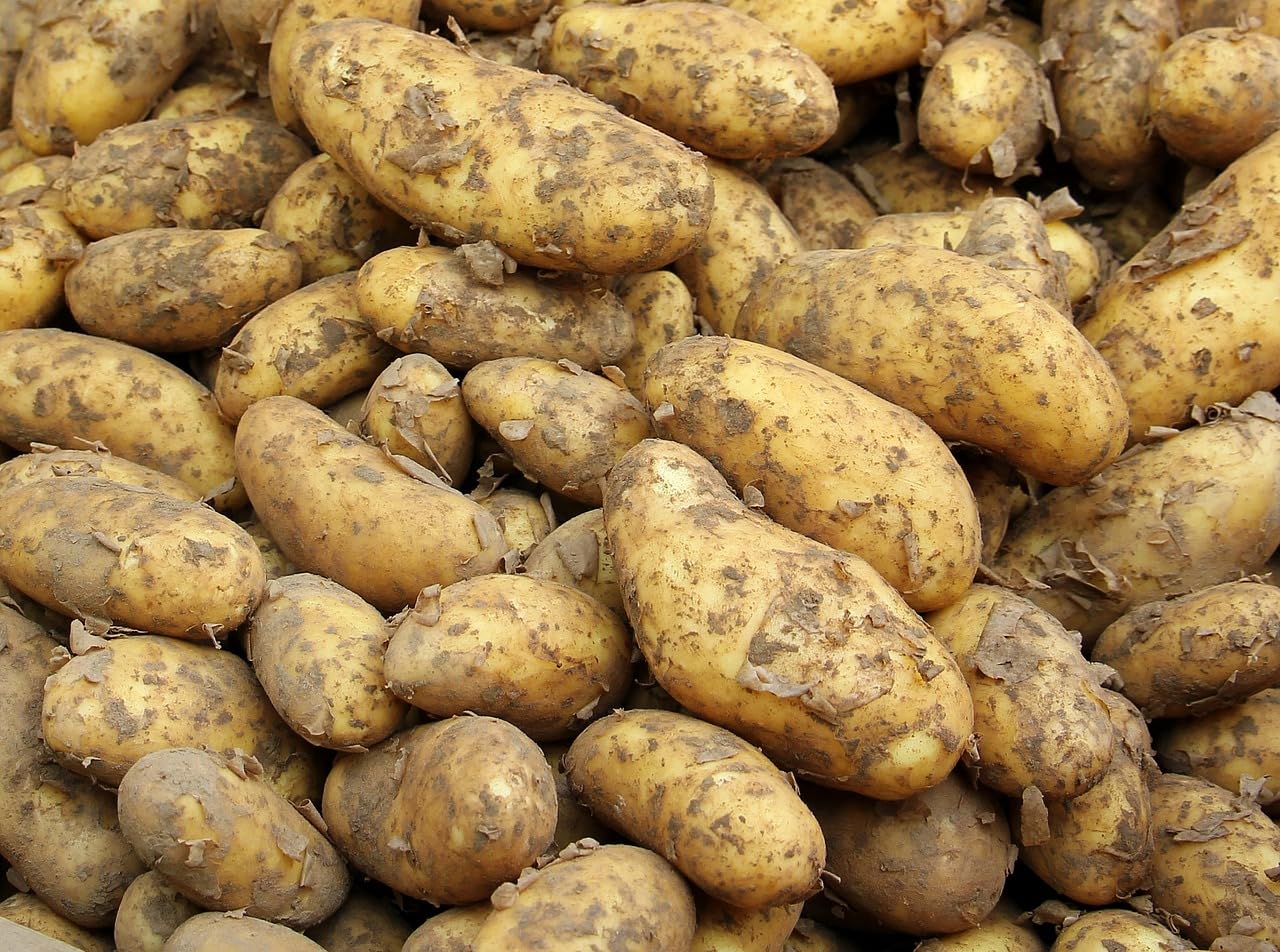 Kartoffeln Speisekartoffeln Annabelle 1-25 KG frische Ernte 2025 festkochend Salatkartoffel zum Grillen für Kartoffelsalat, Pellkartoffeln, Bratkartoffeln, Pommes Frites, Butterkartoffeln (10)