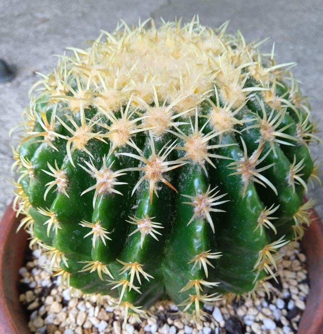 短刺金鯱 プラチナ金鯱 実生 大苗 抜き苗 国内繁殖苗 エキノカクタス