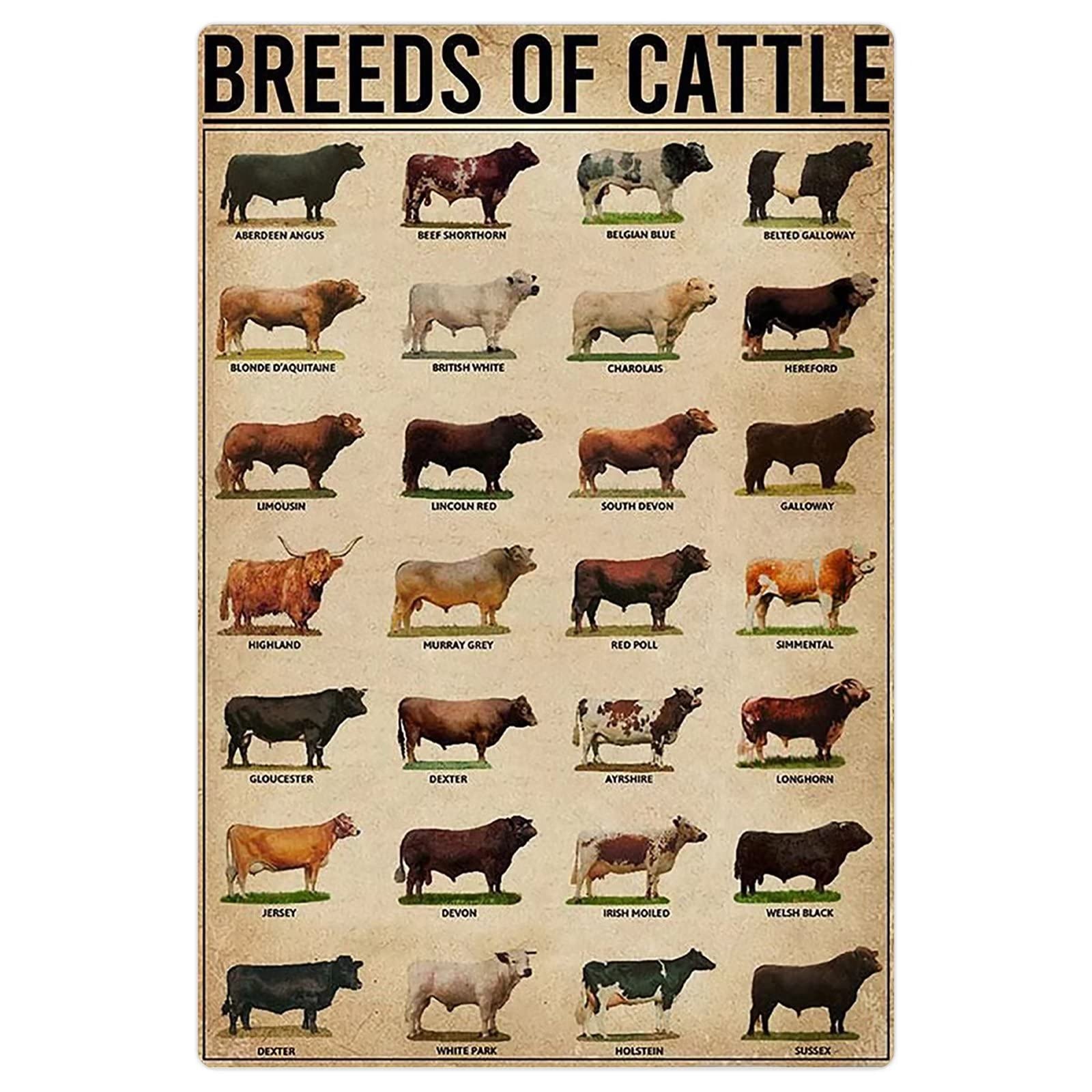 FJQWKLF Breeds Of Cattle Metal Tin Signs Cattle Knowledge Infographic Posters Farmer Reference Guide Plaques Home Farmhouse Farm Wall Decor 8x12 Inches