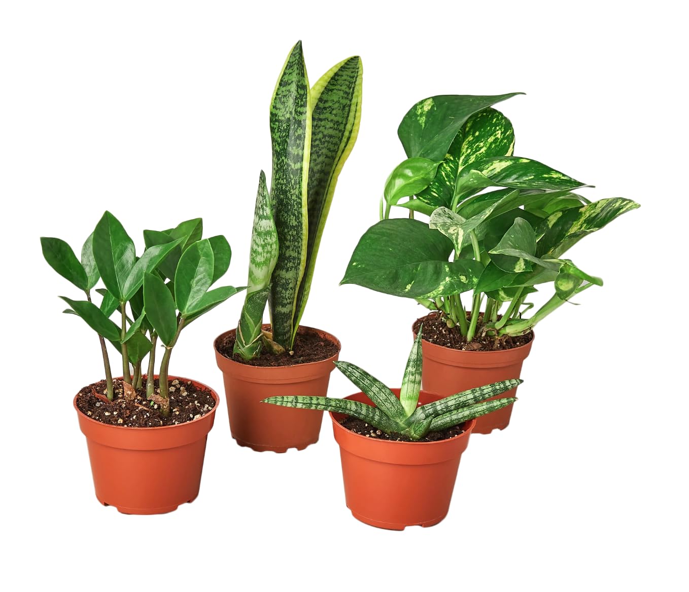 Amazon.com : Easy Care Live Plants for Indoor | Different Houseplants in  Multiple Sizes | Real House Plant for Living Room, Office, Desk & Bathroom  : Patio, Lawn & Garden