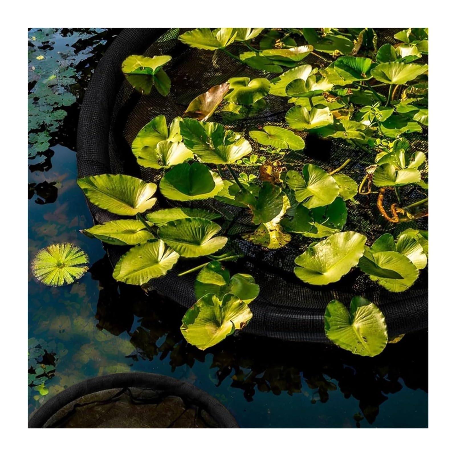 Barrière flottante en forme de flore pour poissons 80 cm protection plantes flottantes étang