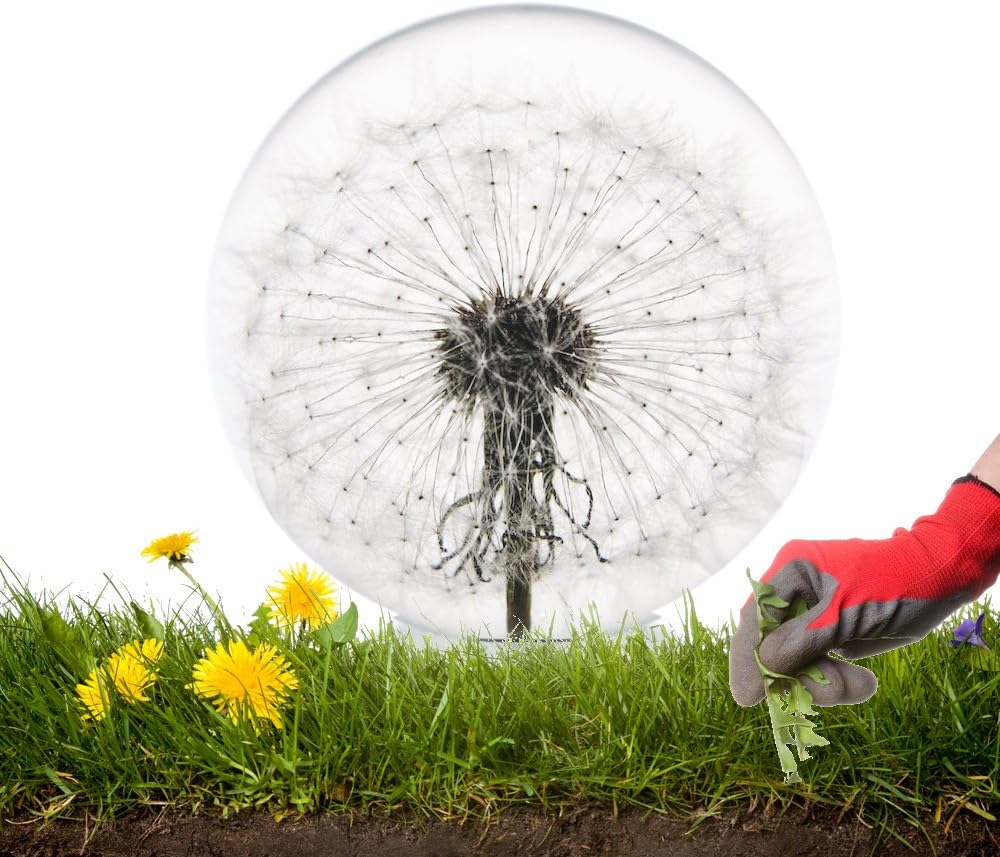 Father's Day Dandelion Paperweight - Made from a Real Dandelion Seed Puff