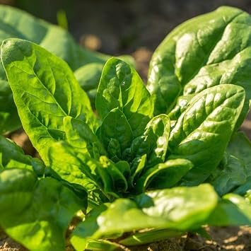 1200 Giant Noble Spinach Seeds for Planting Heirloom Non GMO 14+ Grams of Seeds Garden Vegetable Nobel Bulk Survival