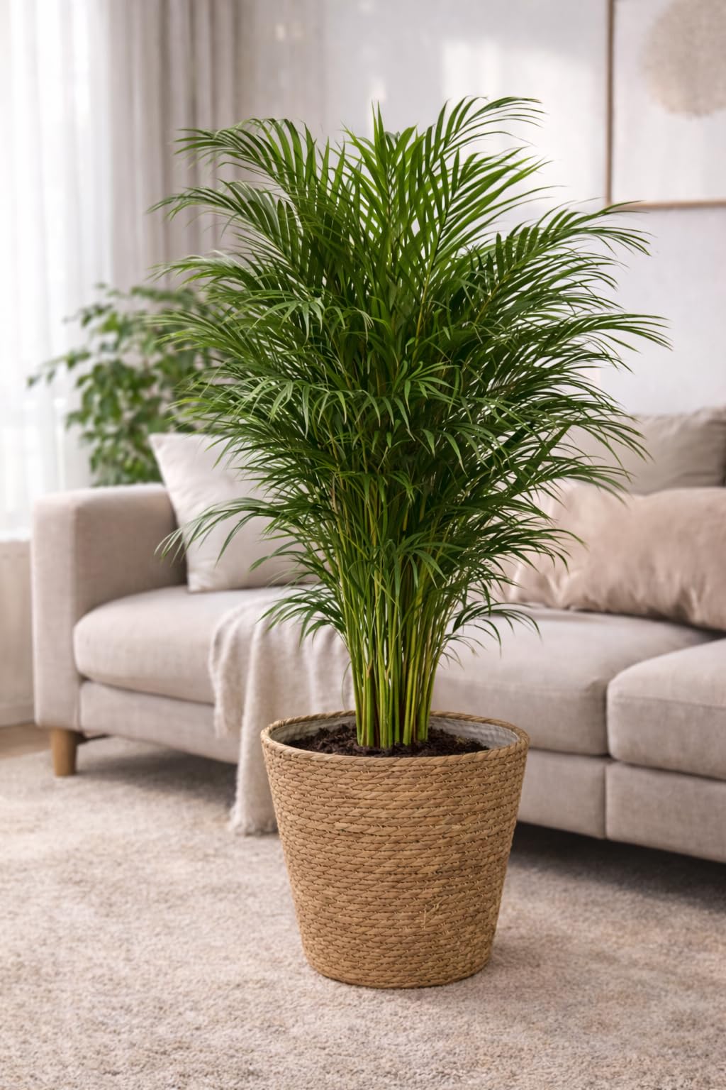 Goldfruchtpalme 130150 cm inkl. bertopf  Arecapalme Chrysalidocarpus  lutescens  Tropische Zimmerpalme, luftreinigend, pflegeleicht  Frisch aus  der Grtnerei : Amazon.de: Kche, Haushalt & Wohnen