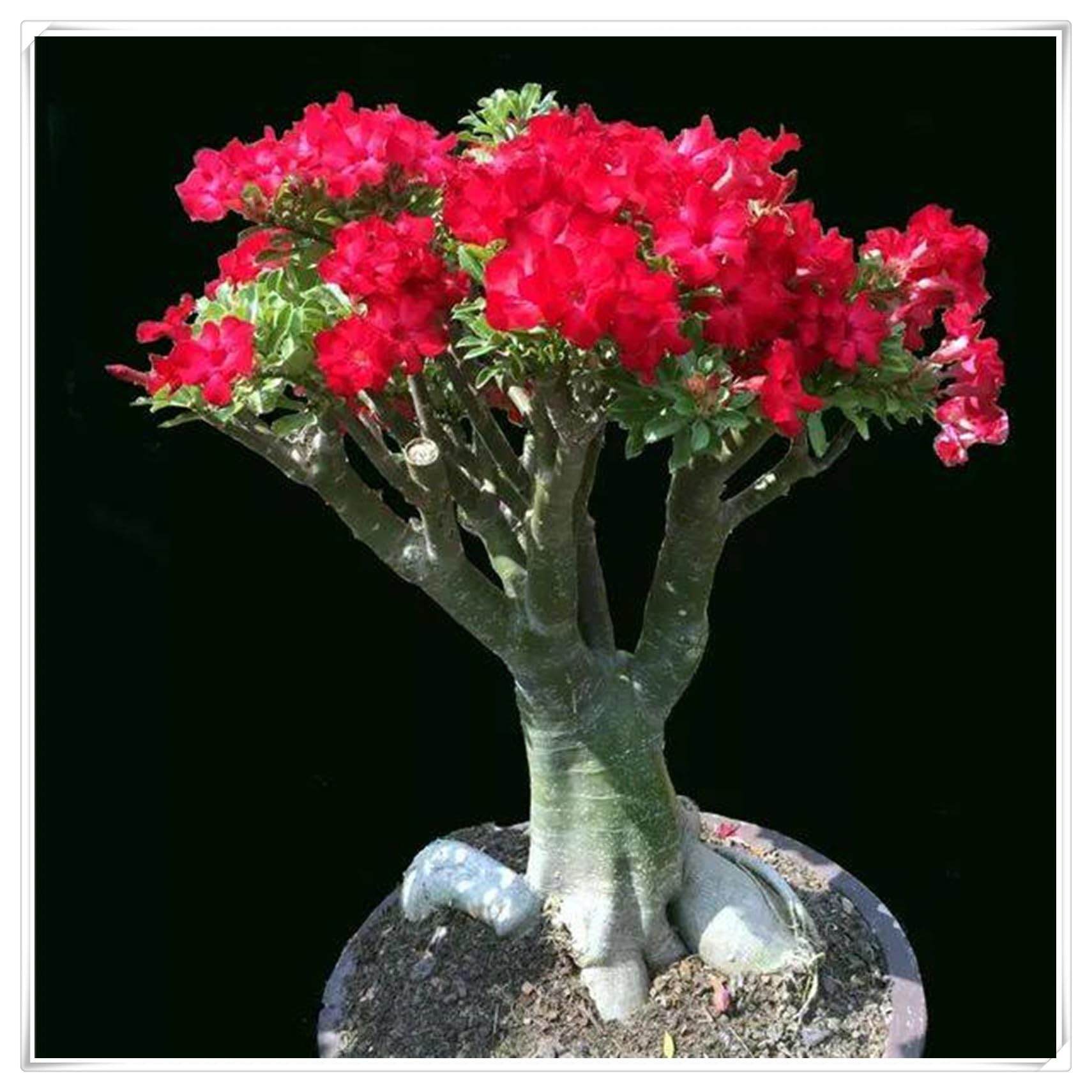Flowering Rhizome,Desert Rose Bulbs,Easy to Plant, Excellent Display, Strong Desert Rose Roots,Wedding Flowers-1 Bulb-C