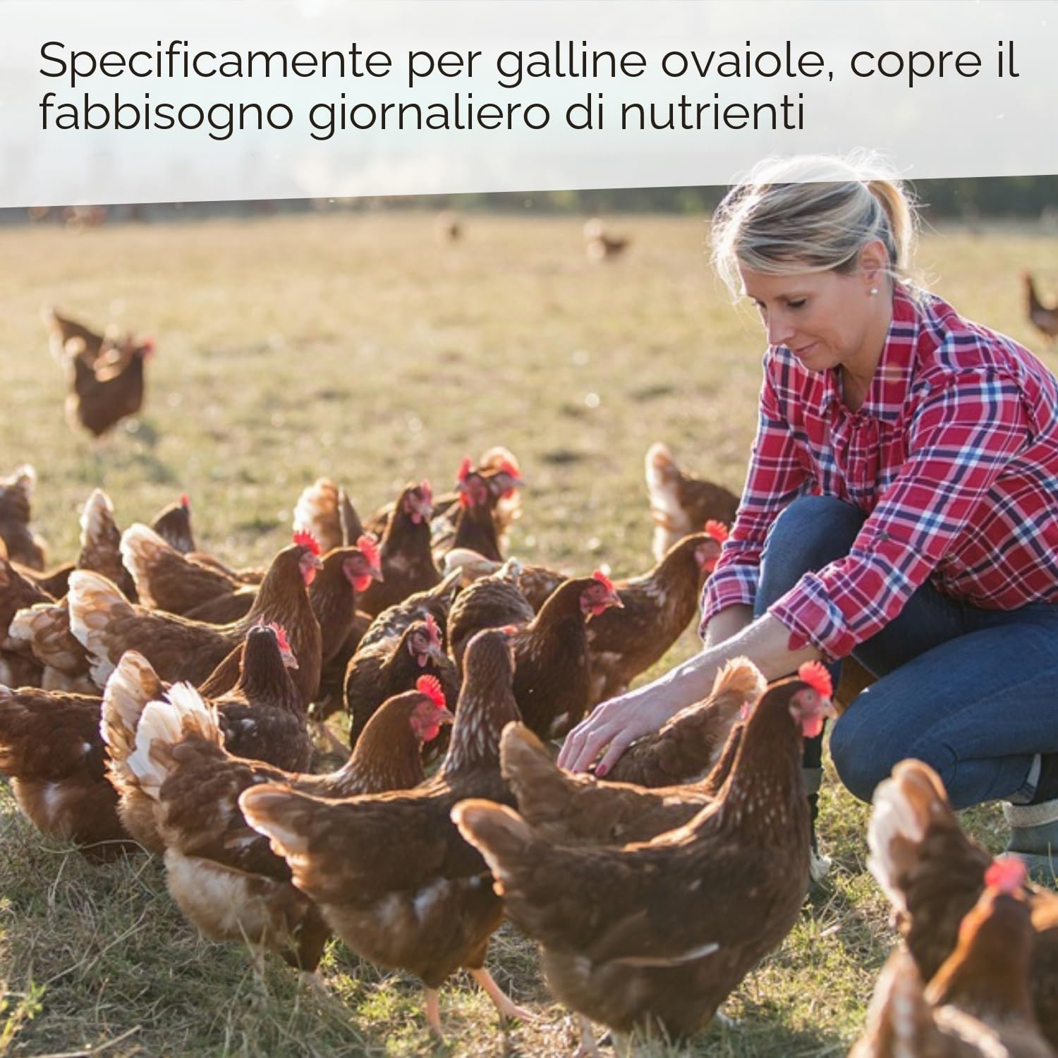 Leimüller Mangime ovaiole 25kg - Alta qualità, 100% naturale, Per ottima produzione di uova - Certificato AMA - Ideale per galline