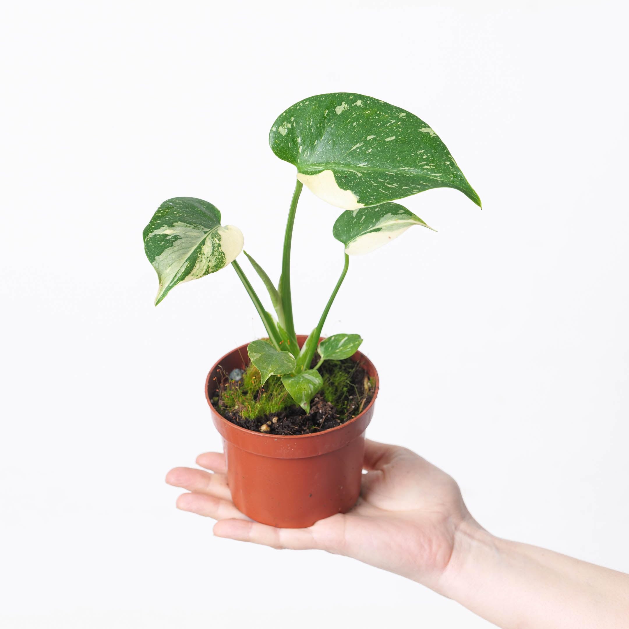 Monstera deliciosa 'Thai Constellation' - Rare Variegated Monstera Houseplant 11cm