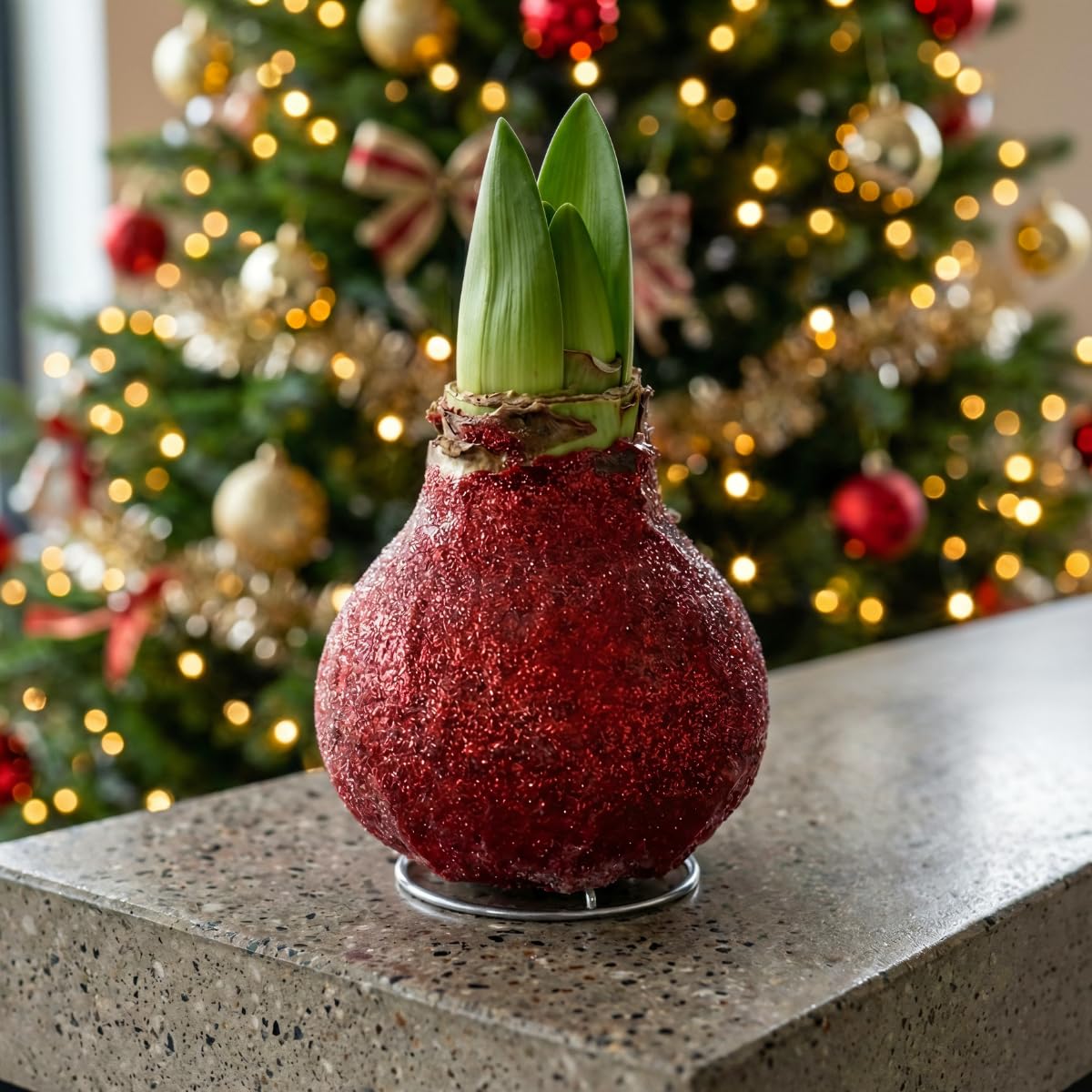 Bulbi di Amaryllis Cera Glitter Rosso