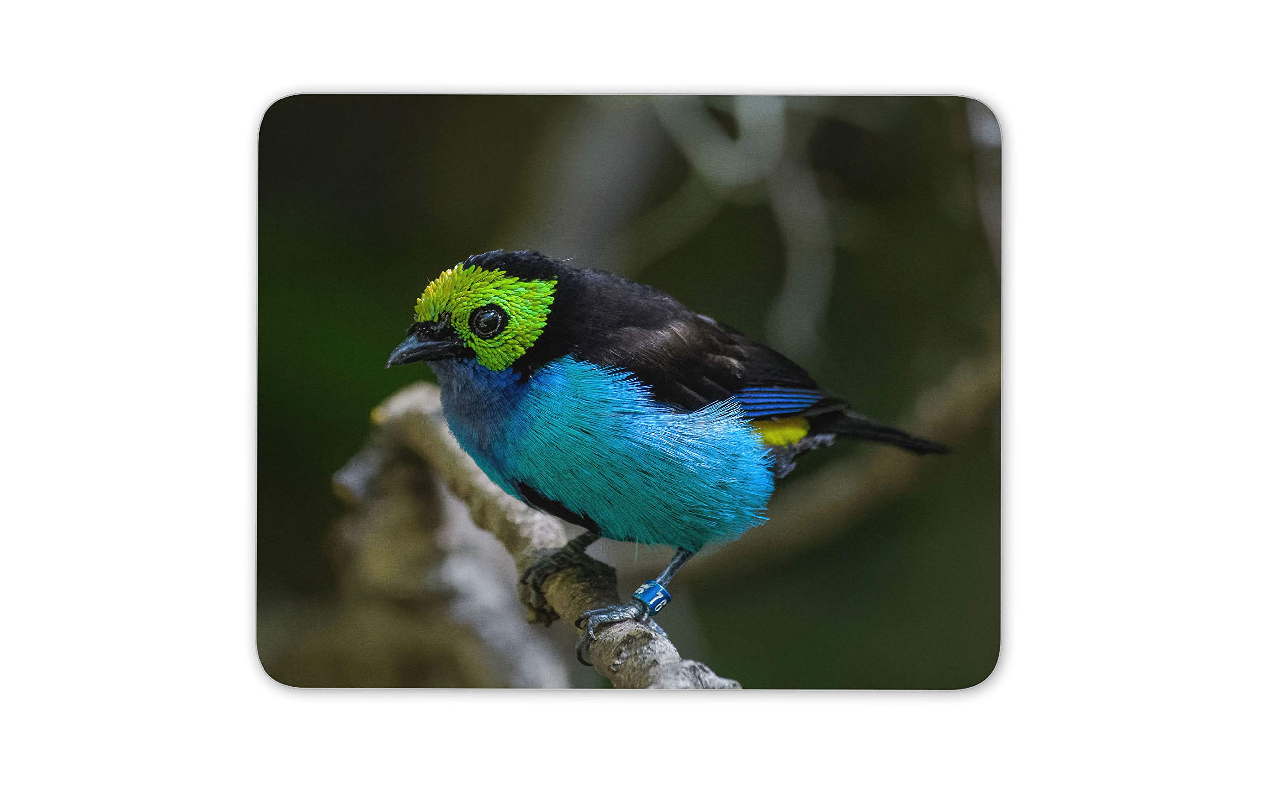 Paradise Tanager Bird Mouse Mat Pad - Tropical Songbird Fun Computer #16041
