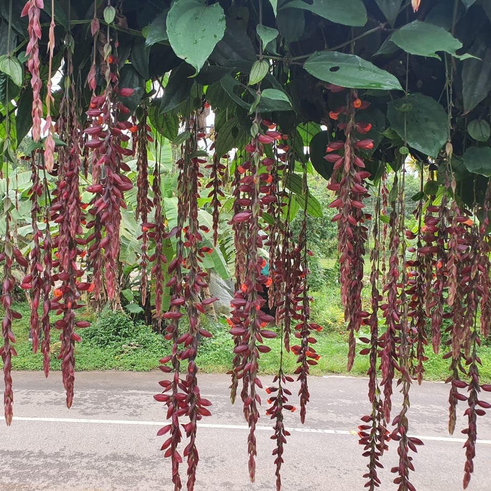 See full amazon price history chart for Hanging Indian Clock Vine (Lady Shoe Plant) - Thunbergia mysorensis - Exotic Red Flowering Vine for Indoor/Outdoor Decor Hanging Indian Clock Vine (Lady Shoe Plant) - Thunbergia mysorensis - Exotic Red Flowering Vine for Indoor/Outdoor Decor (B0DGHFBKCY) Amazon Price History, Amazon Price Tracker