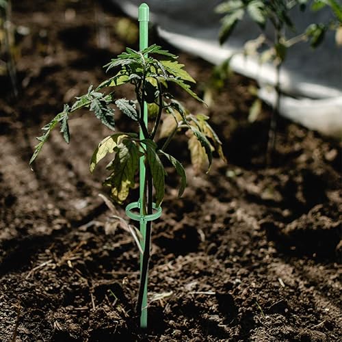 Miniatura 6 de Estacas de soporte para plantas de 12 pulgadas, con anillo de retención ajustable, estacas de soporte para plantas de interior y exterior, flores,