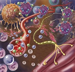 Nerve with myelin sheath seen in lower right connects with muscle Poster Print by TriFocal CommunicationsStocktrek Images (14 x 13)
