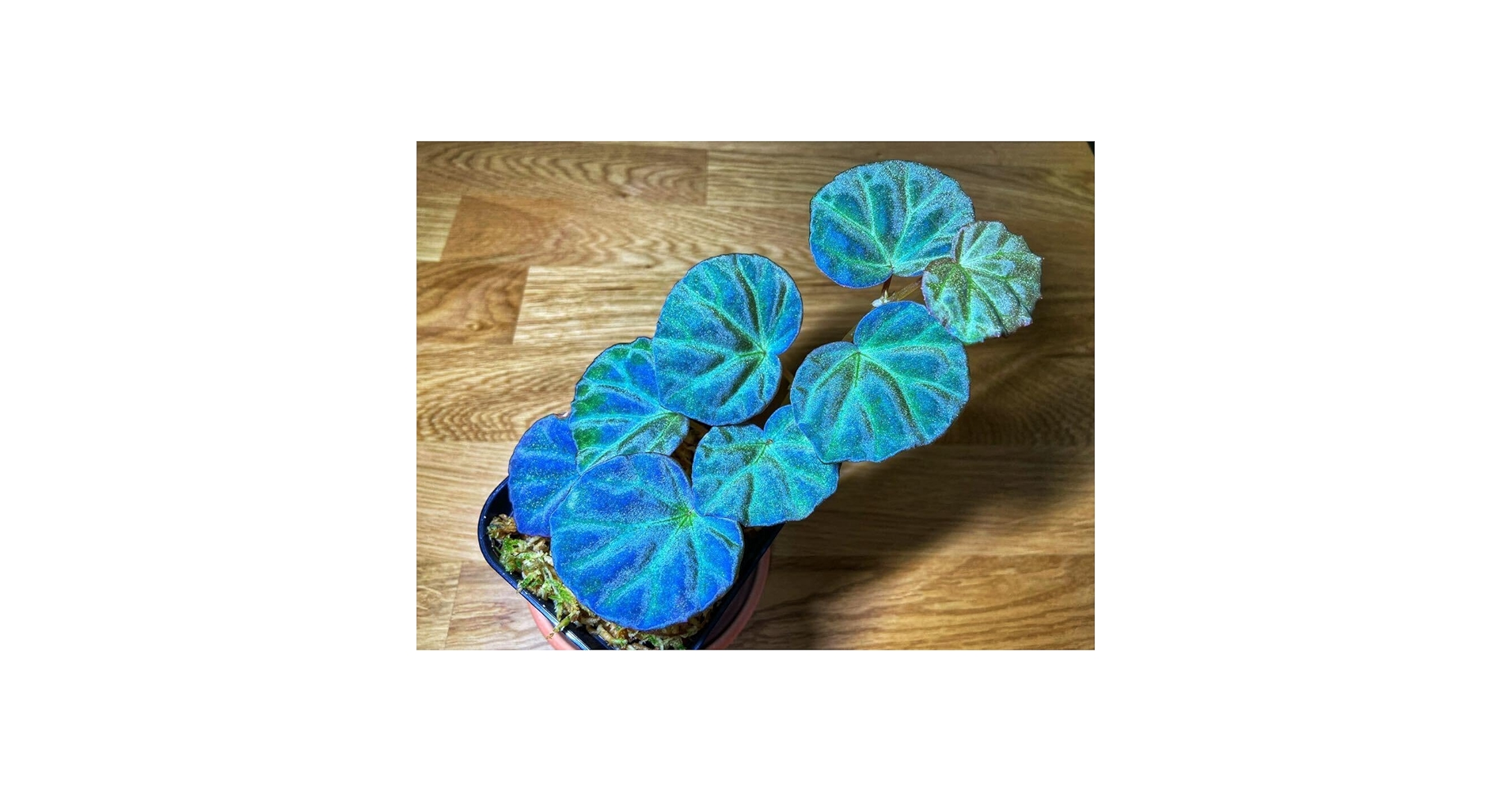 ベゴニア写真集　Asian Begonia 300 Species … ベゴニア写真集 Asian Begonia 300 Species …