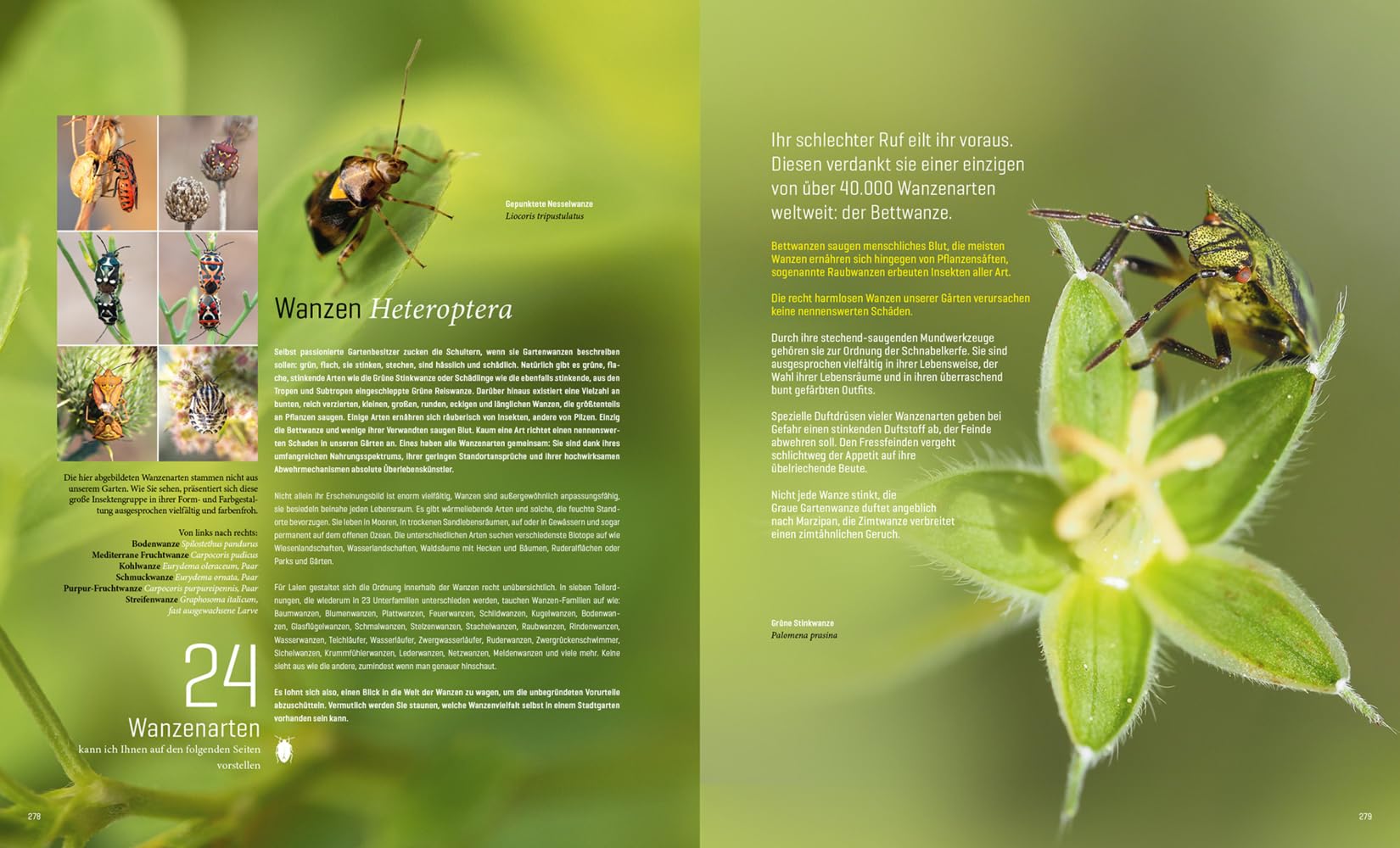 Mein Artenretter Garten: Mit den richtigen Pflanzen & Strukturen die Insektenvielfalt fördern