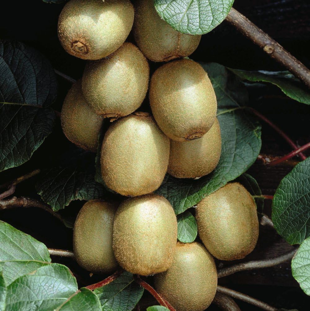 Kiwi 'Hayward' - Exceptional Flavor and Reliable Cropping | Fragrant Flowers and Large Fruits 15cm Pot x 1 by Thompson & Morgan