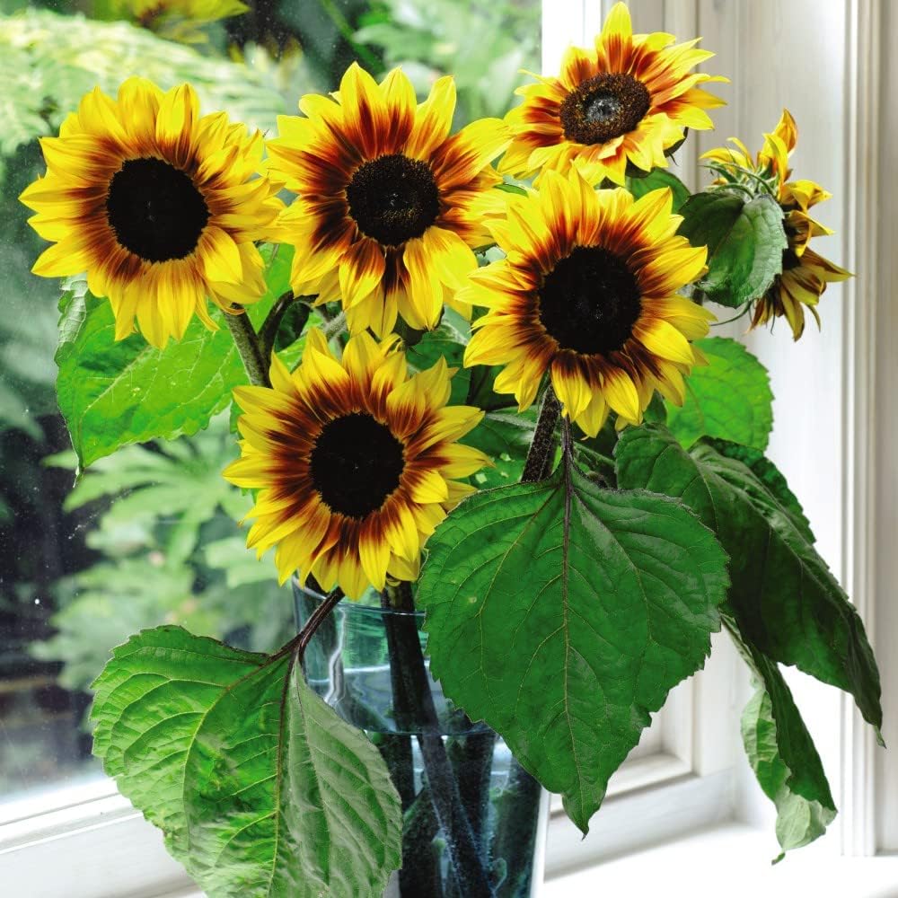 Sunflower Helianthus annuus Seeds 'Helios Flame' F1 Hybrid Hardy Annual Bicolour Yellow Mahogany Blooms Easy to Grow Your Own Tall Garden Flowers 1x Packet (Approx. 20 Seeds) By Thompson and Morgan