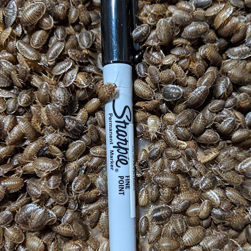 Miniatura 4 de DBDPet Premium Live Dubia Roaches 505ct Pequeño (0.25-0.375 pulgadas)  Dragón Barbudo, Gecko Leopardo, Phelsuma, Camaleón y otros pequeños alimentos